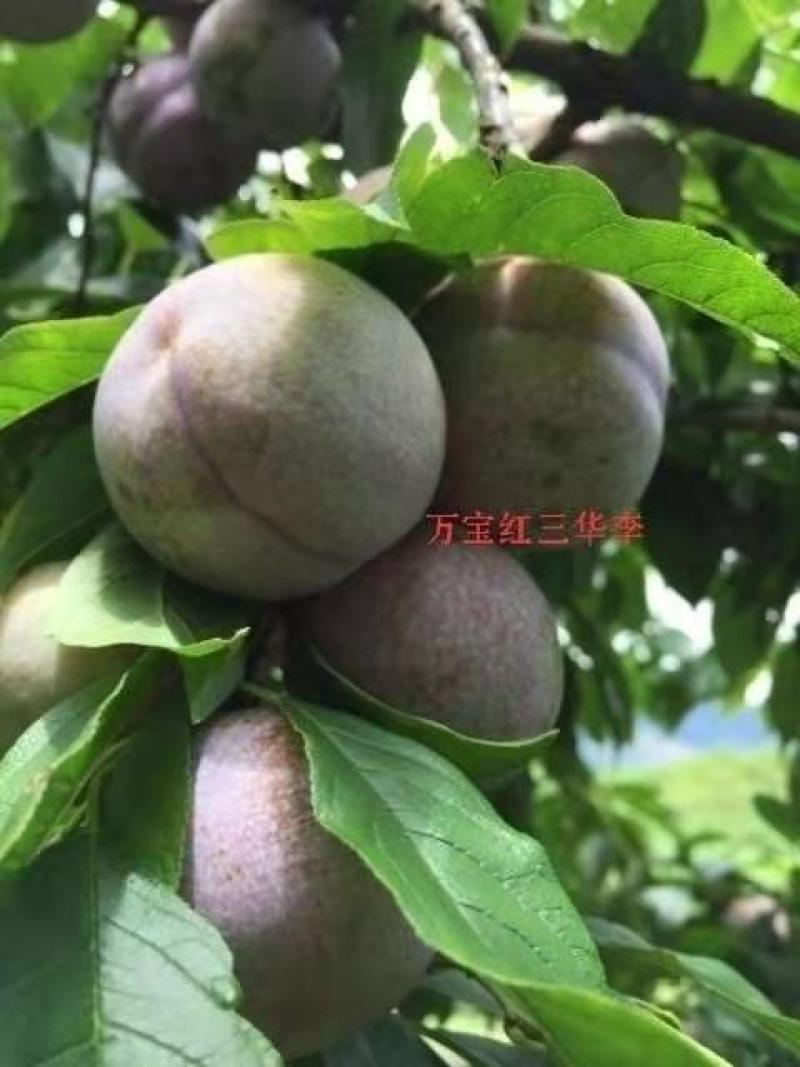 广西平南县精品李子三华李子供应中欢迎咨询