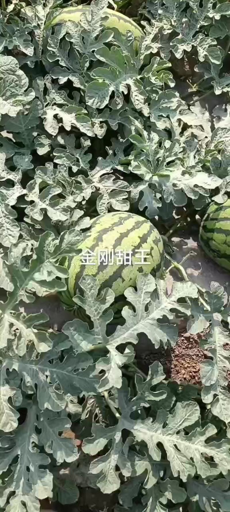 甜王西瓜大量上市，熟度打到8成以上，质量保证，个头均匀，