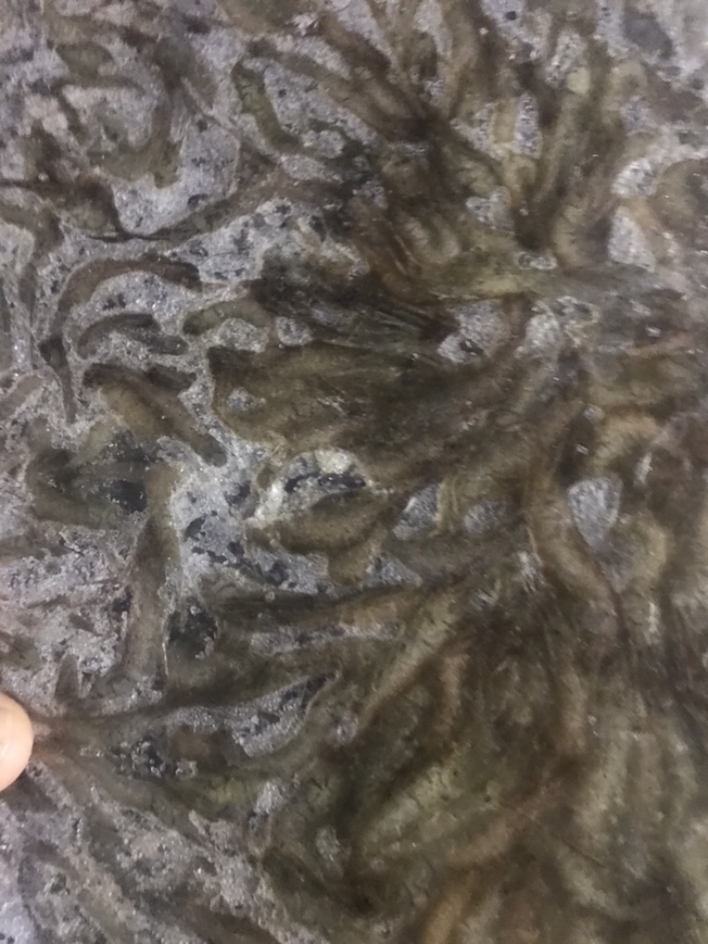 河虾冻版