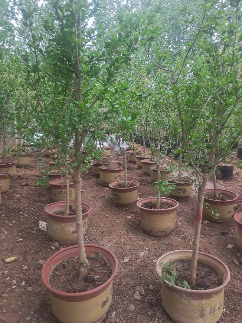 嫁接3年石榴树袋装苗，大红袍、紫玉、大马牙。