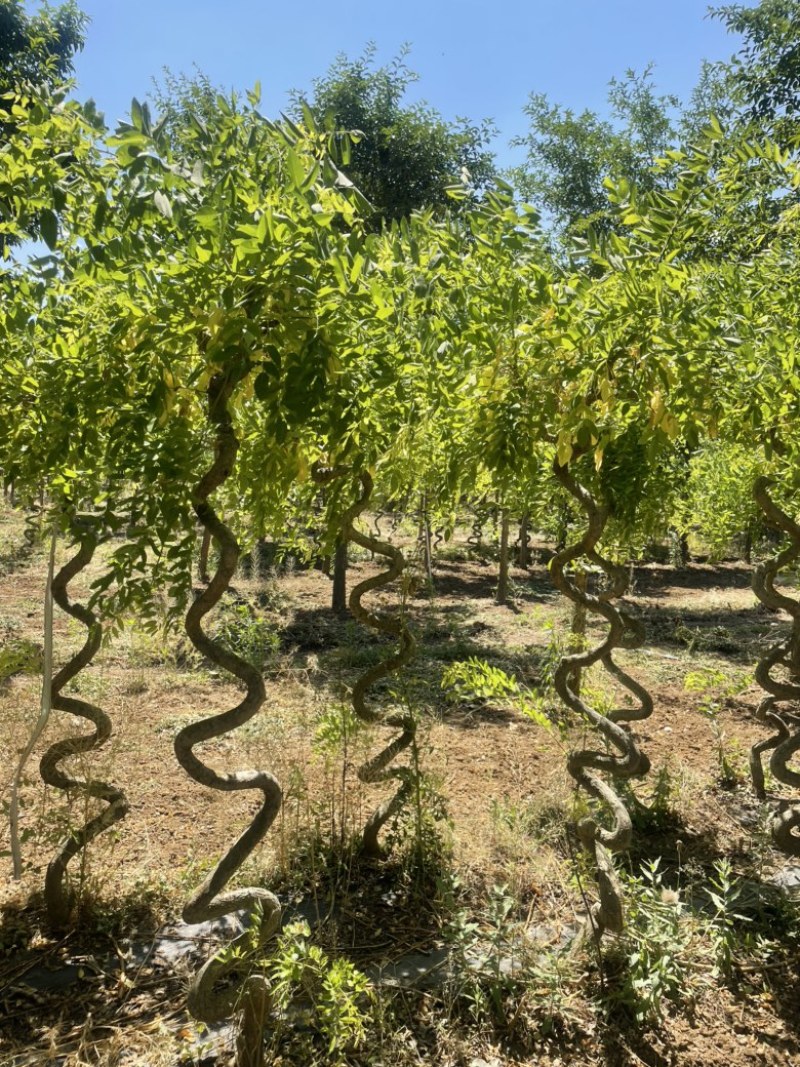 景观造型桑树，已结果，盘龙型，又有造型，又吃果