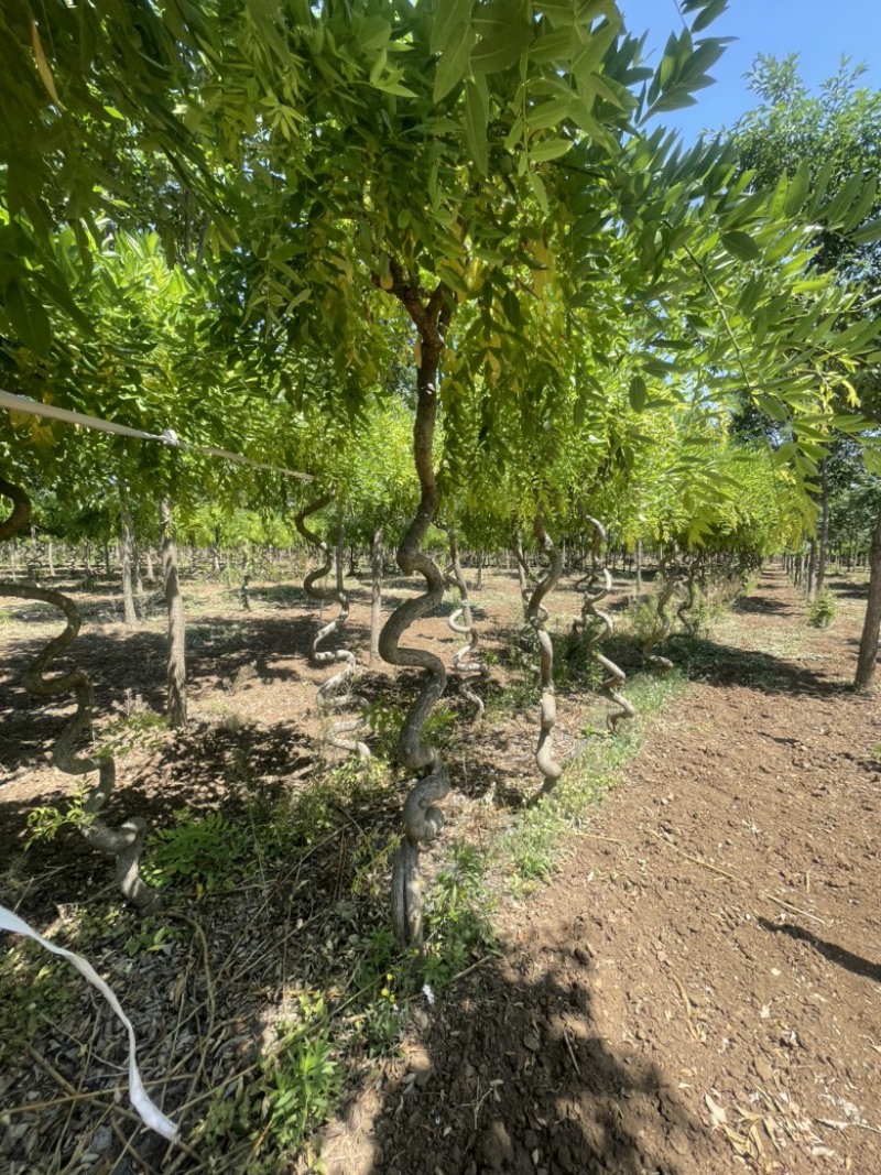 景观造型桑树，已结果，盘龙型，又有造型，又吃果