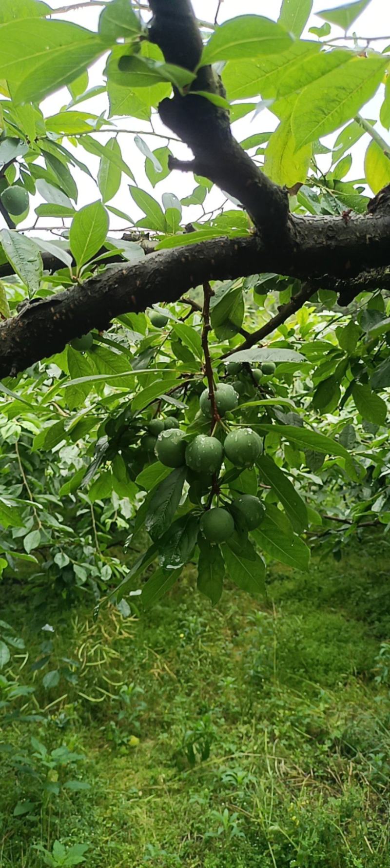 山华李凉果