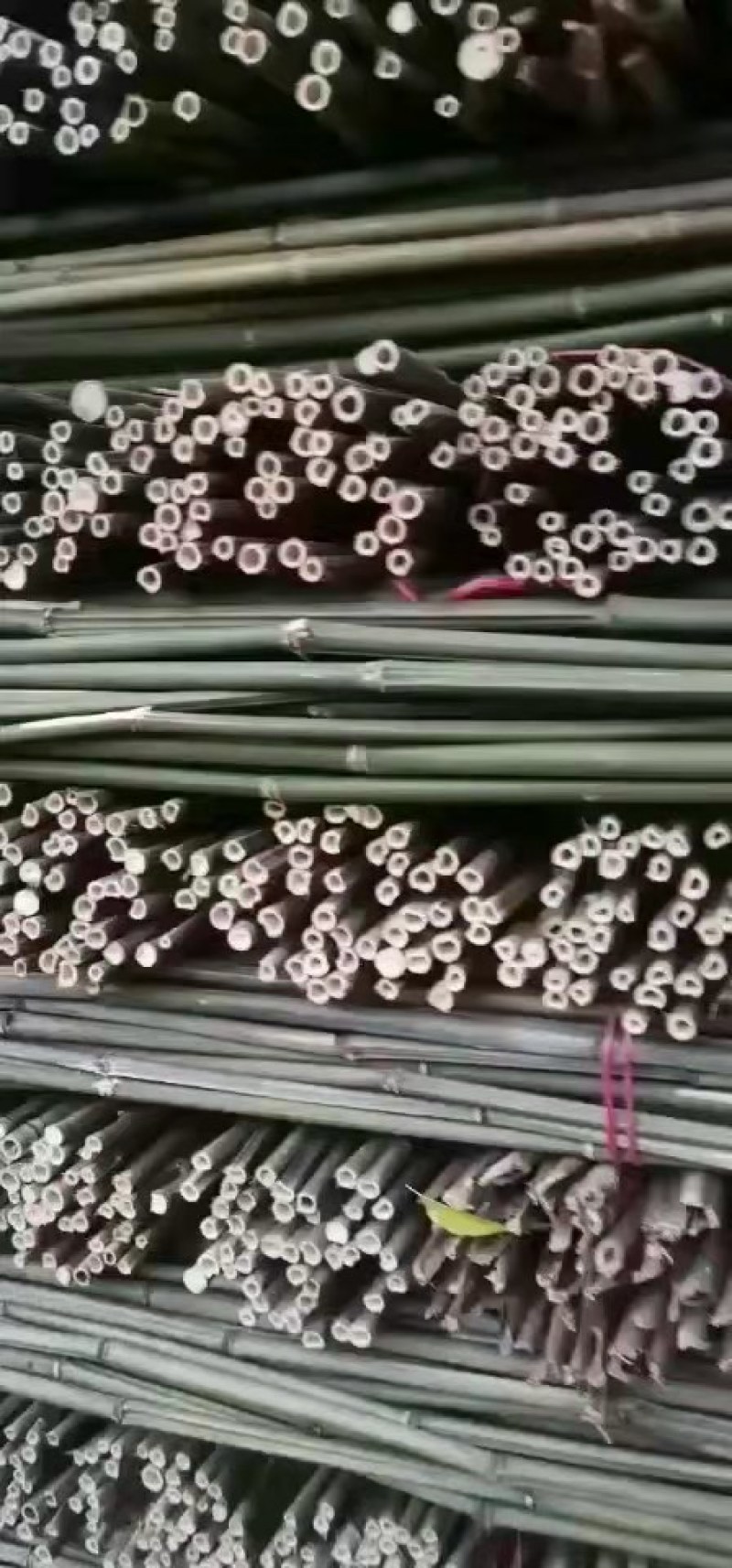 菜架竹南竹麻竹大批量供应优质各种大小竹子