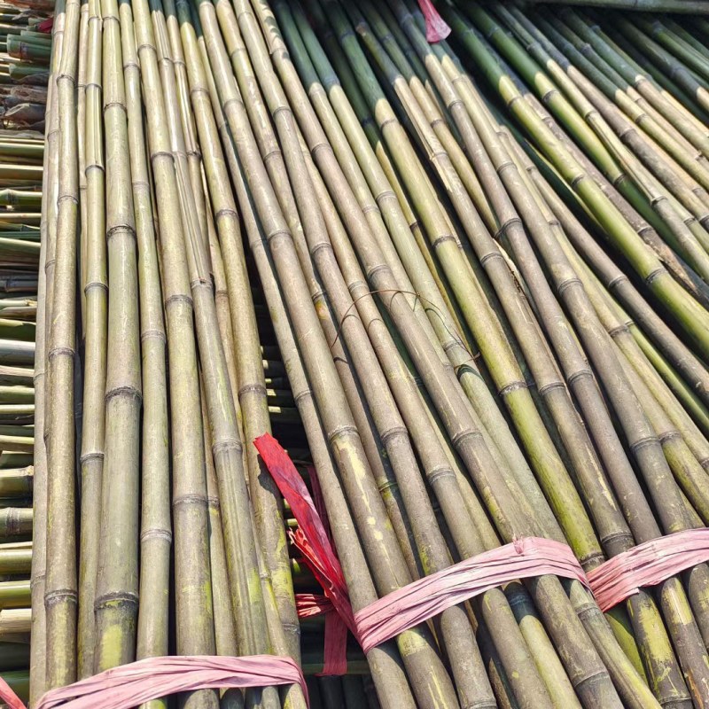 菜架竹南竹麻竹大批量供应优质各种大小竹子
