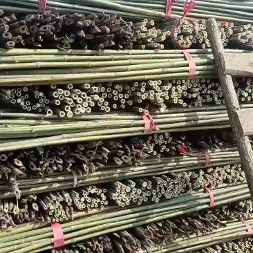 菜架竹南竹麻竹大批量供应优质各种大小竹子