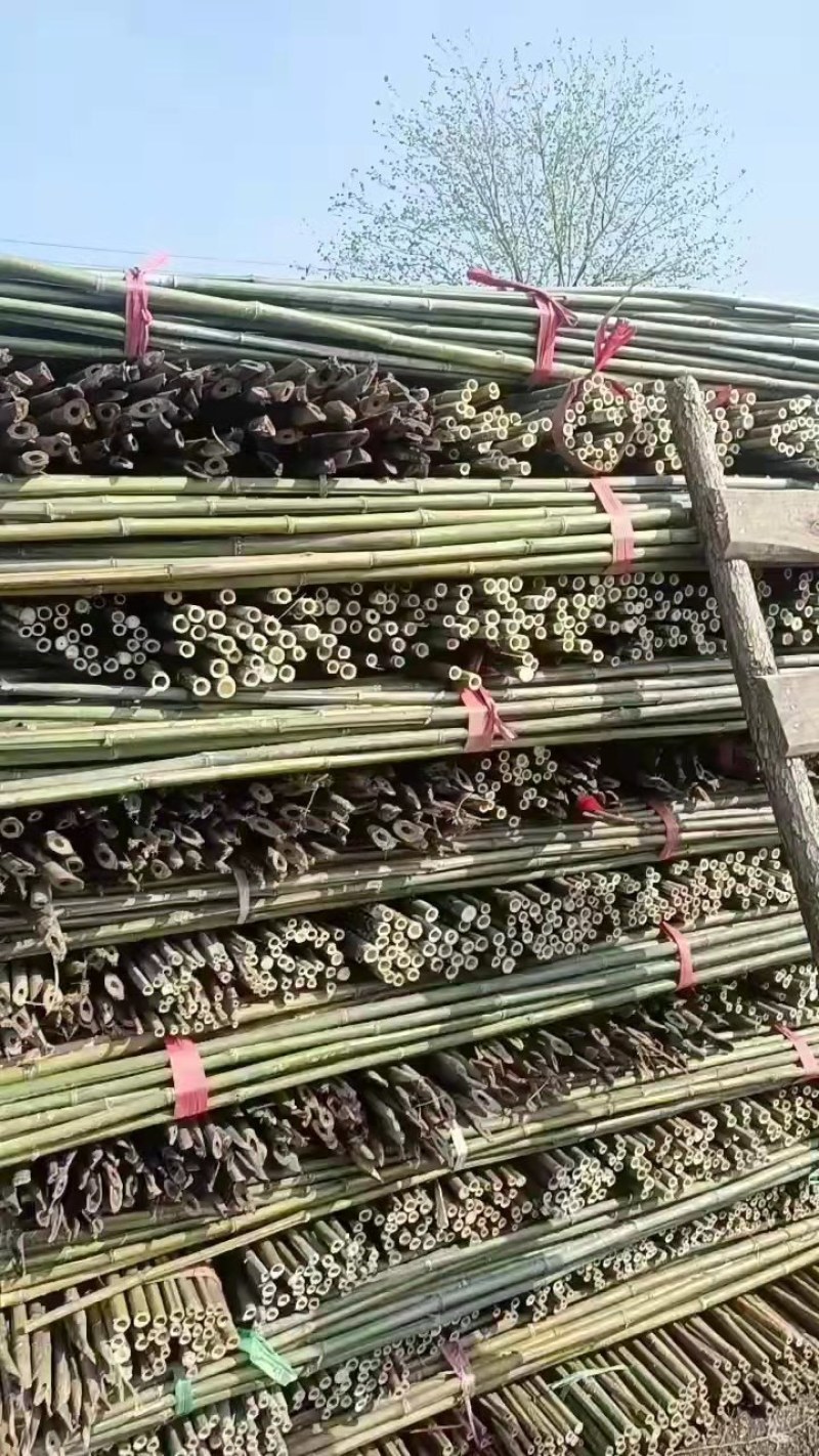 菜架竹南竹麻竹大批量供应优质各种大小竹子