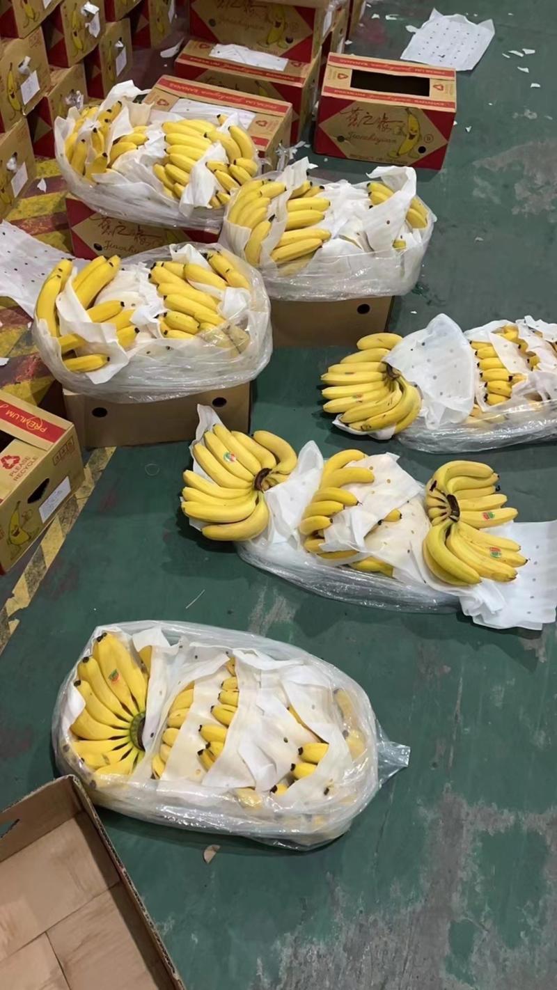 【优选】香蕉全年供应，规格齐全，价格实惠，货源充足
