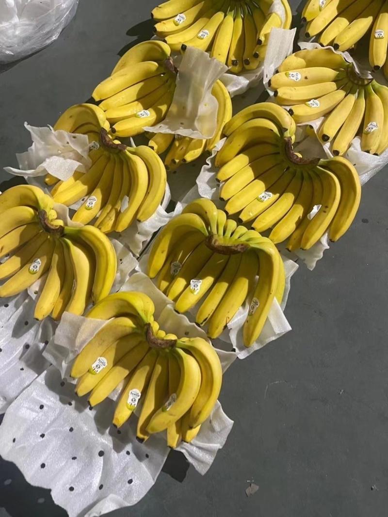 【优选】香蕉全年供应，规格齐全，价格实惠，货源充足