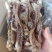 精品二本足鱿鱼须尤鱼须章鱼足鱿鱼头章鱼头鱿鱼丝鱿鱼条