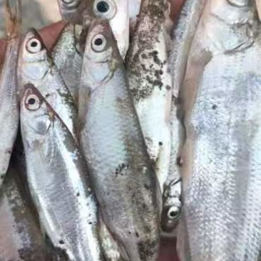 小白条
