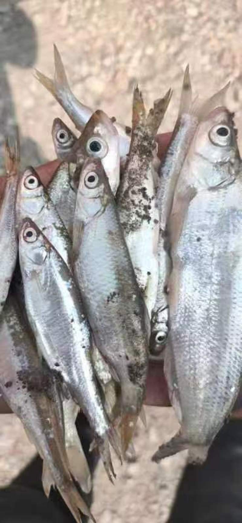 小白条