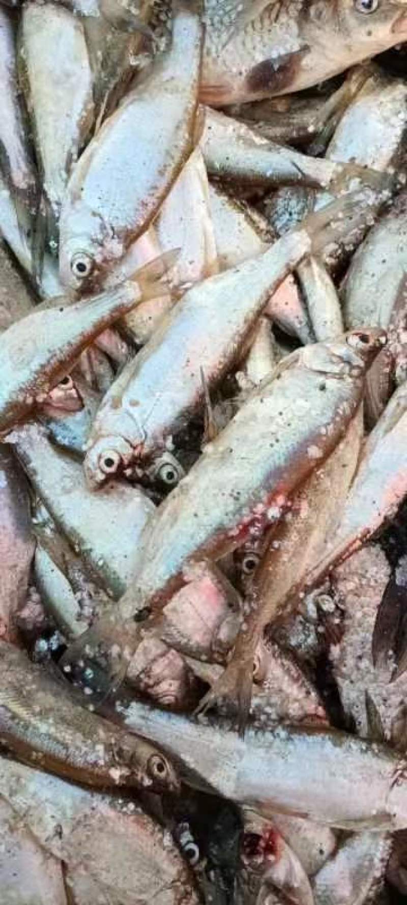 小白条