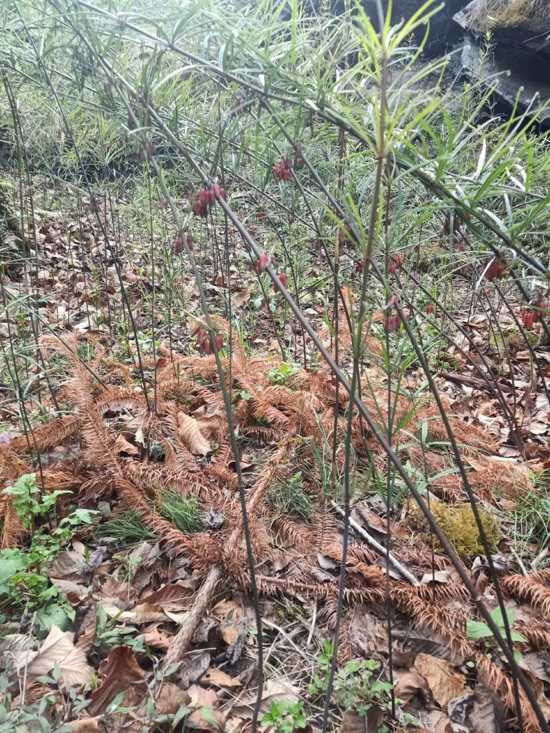 滇黄精野生苗成活率高产量高抗病能力强值得种植