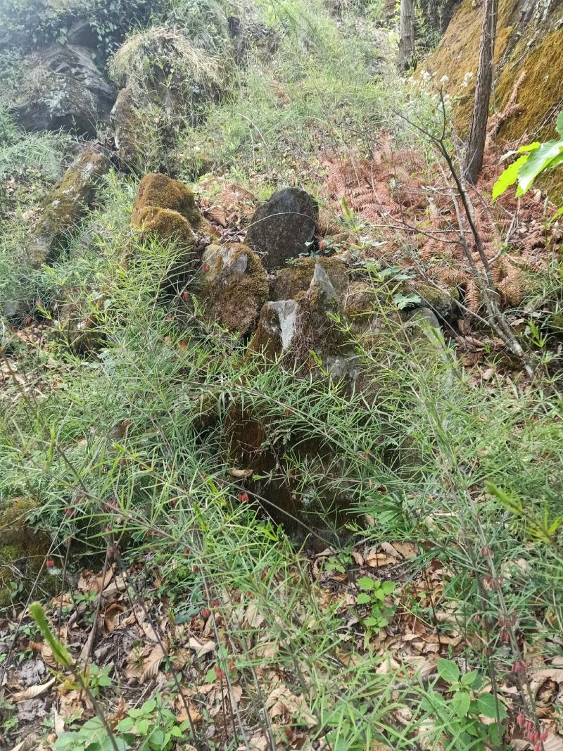 滇黄精野生苗成活率高产量高抗病能力强值得种植