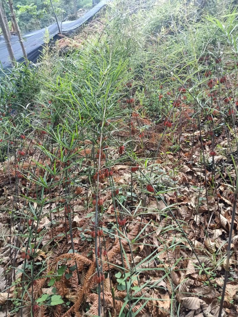 滇黄精野生苗成活率高产量高抗病能力强值得种植
