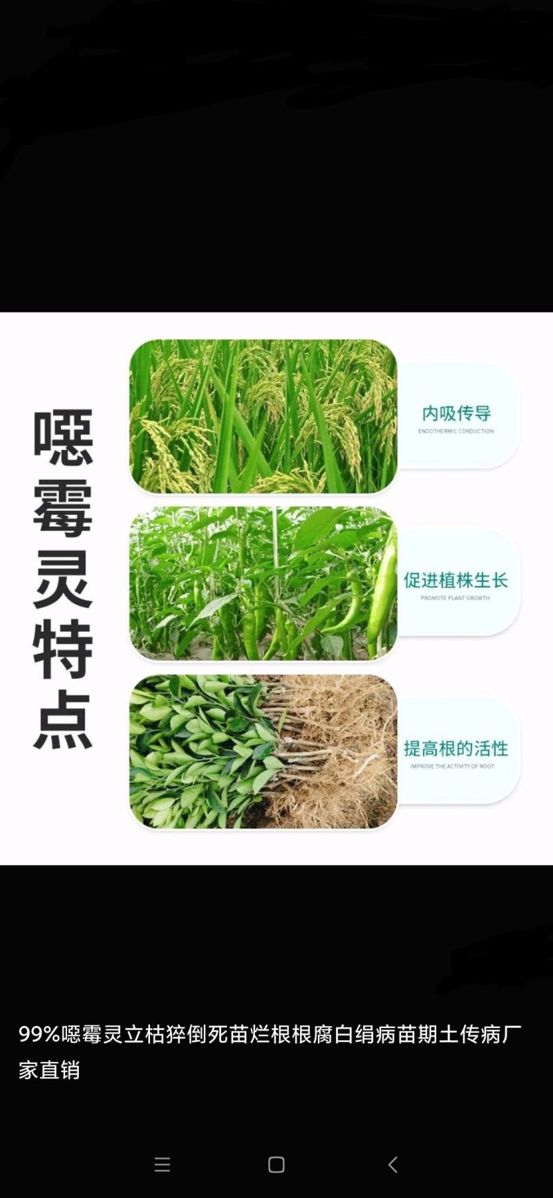 70%恶霉灵为猝倒、枯萎、根腐、土传病用药