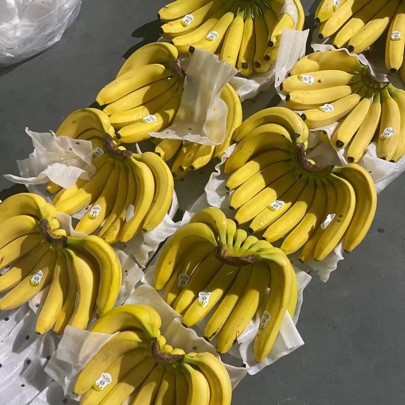 【精品】香蕉全年供应，青蕉、二黄香蕉，规格齐全