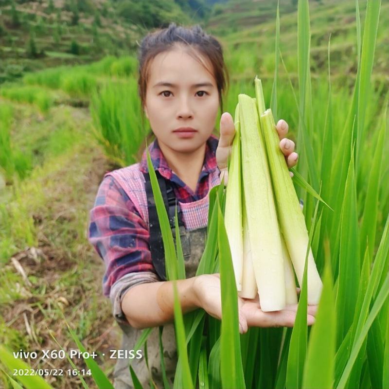 茭白苗双季茭瓜苗高笋苗。早熟6号7号8号美人茭苗种