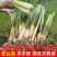 茭白苗双季茭瓜苗高笋苗。早熟6号7号8号美人茭苗种