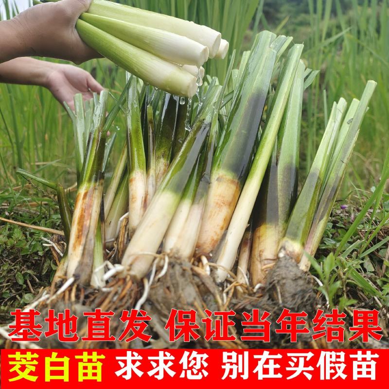 茭白苗双季茭瓜苗高笋苗。早熟6号7号8号美人茭苗种