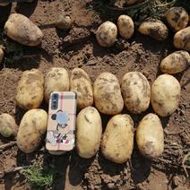 黄心土豆大量上市一手货源，保质保量，随时可视频。