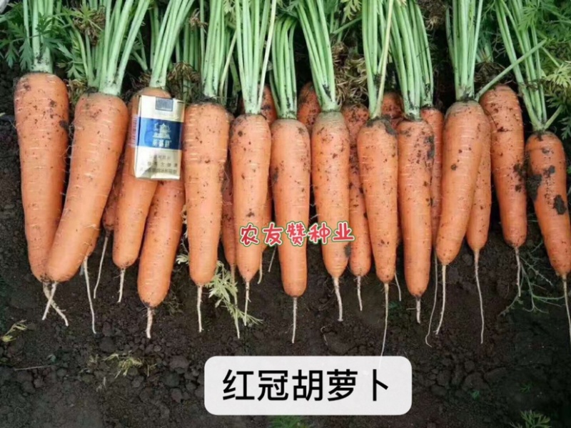 红冠F1国外新引进三红胡萝卜种子耐暑性强皮肉芯呈桔红色