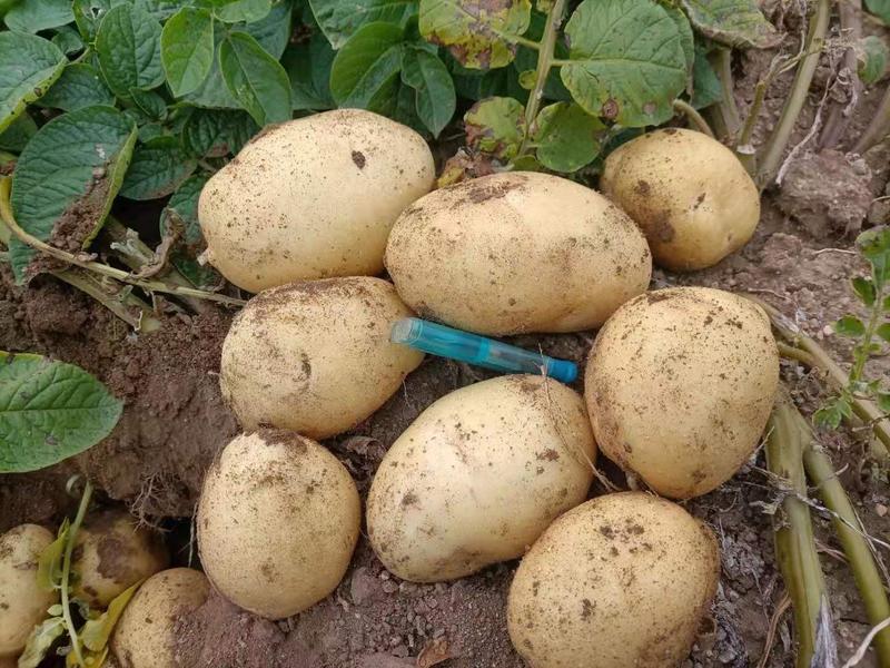 黄心土豆大量上市一手货源，保质保量，随时可视频看货。