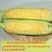 甜玉米，玉米，太阳花玉米看货论价保质保量欢迎订购