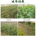 菜架竹南竹麻竹大批量供应优质各种大小竹子