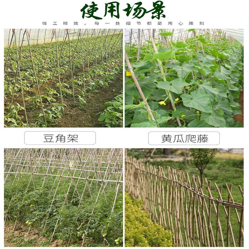 菜架竹南竹麻竹大批量供应优质各种大小竹子
