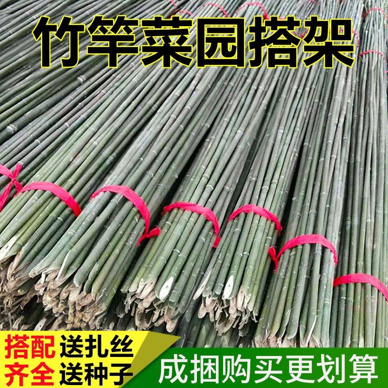 菜架竹南竹麻竹大批量供应优质各种大小竹子