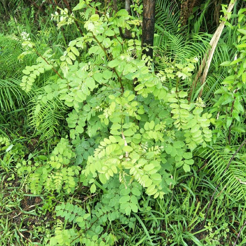 国槐苗，刺槐苗，蜜源植物，荒山堤坝，庭院绿化，道路绿化！