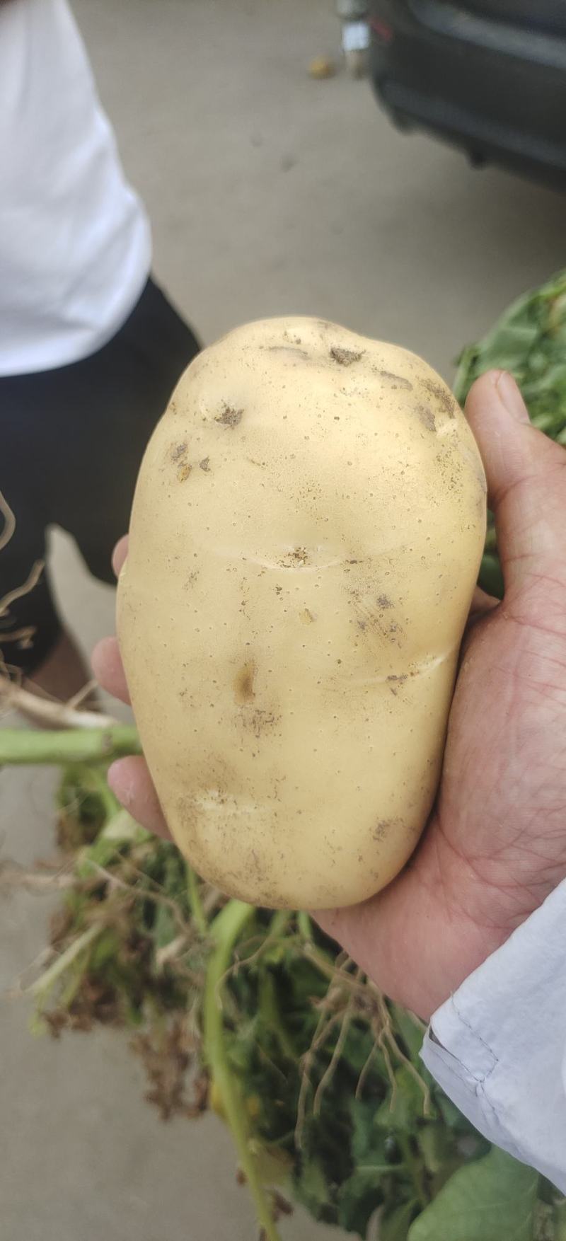兰陵县精品黄心土豆产地直发质量保证视频看货