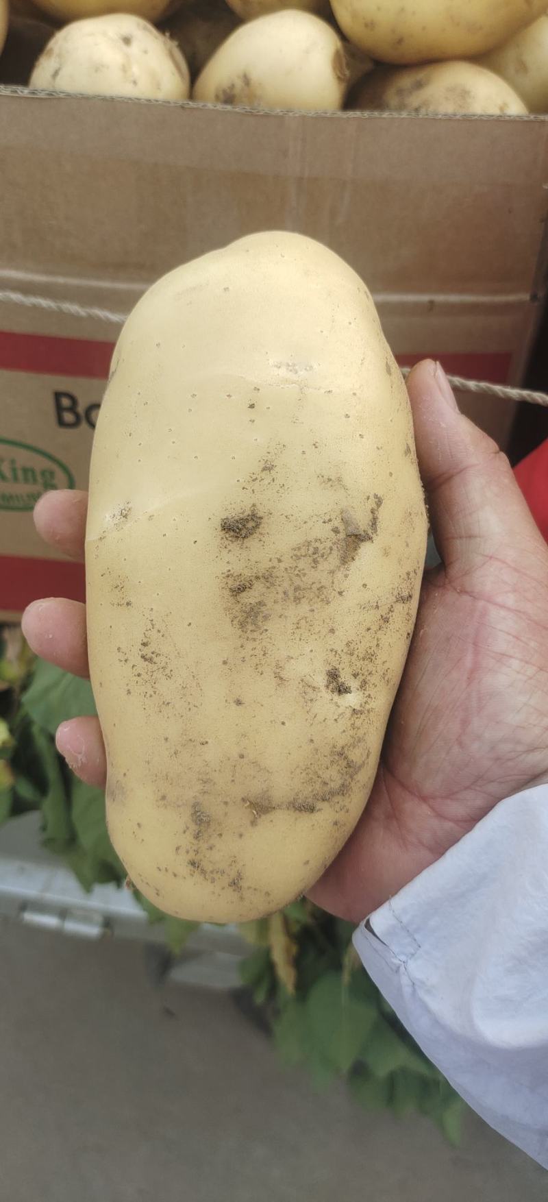 兰陵县精品黄心土豆产地直发质量保证视频看货