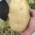 兰陵县精品黄心土豆产地直发质量保证视频看货