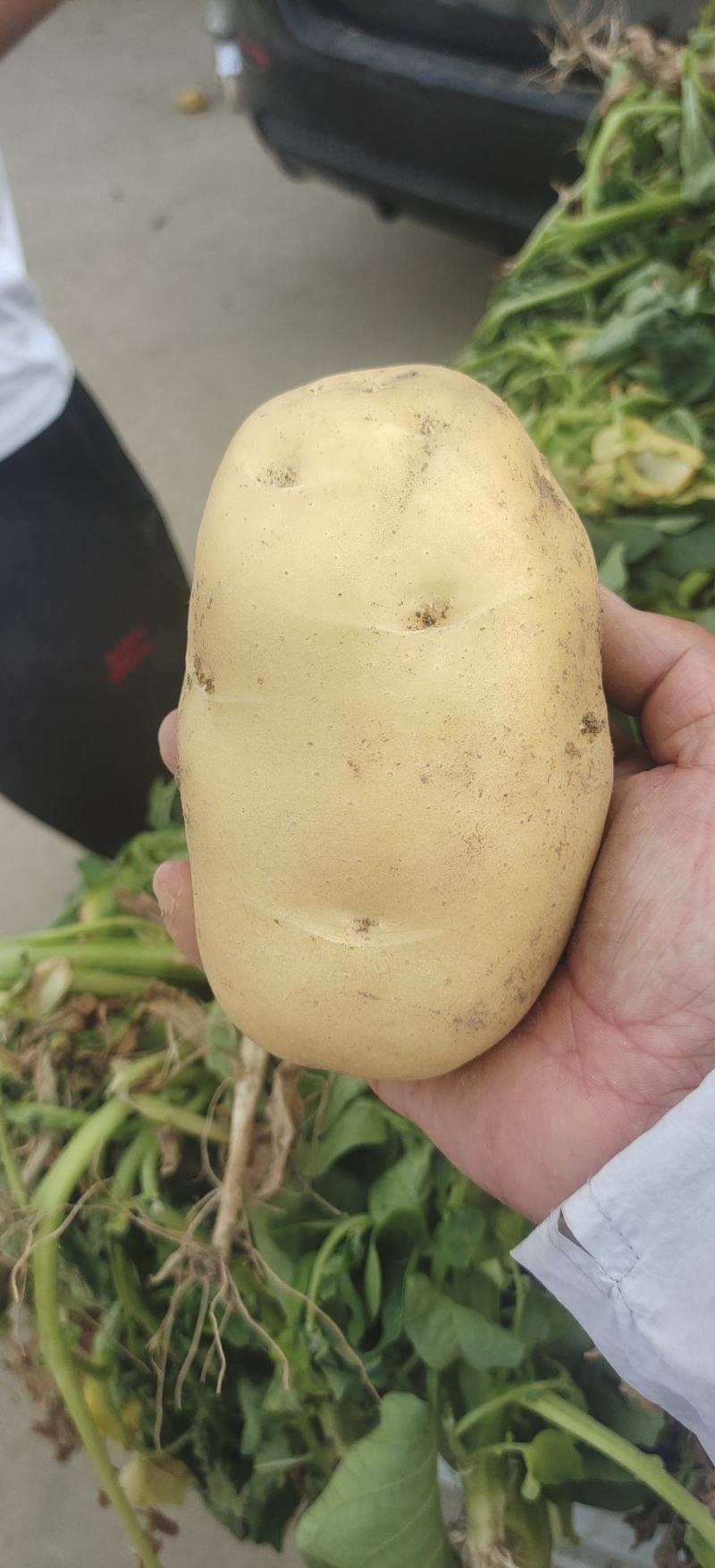 兰陵县精品黄心土豆产地直发质量保证视频看货
