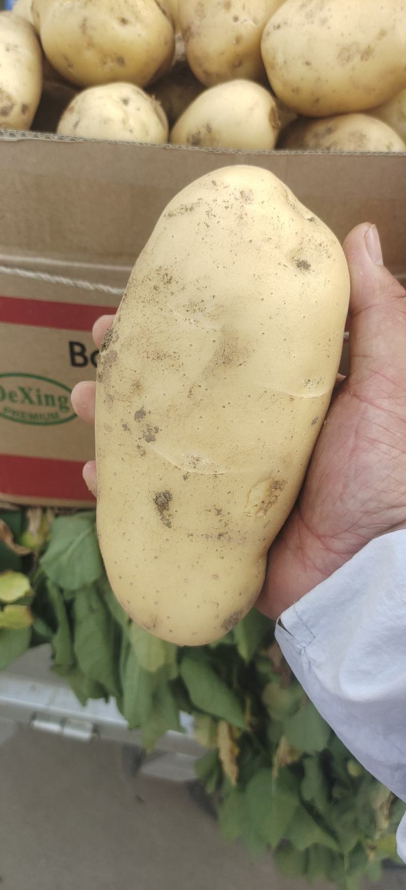 兰陵县精品黄心土豆产地直发质量保证视频看货