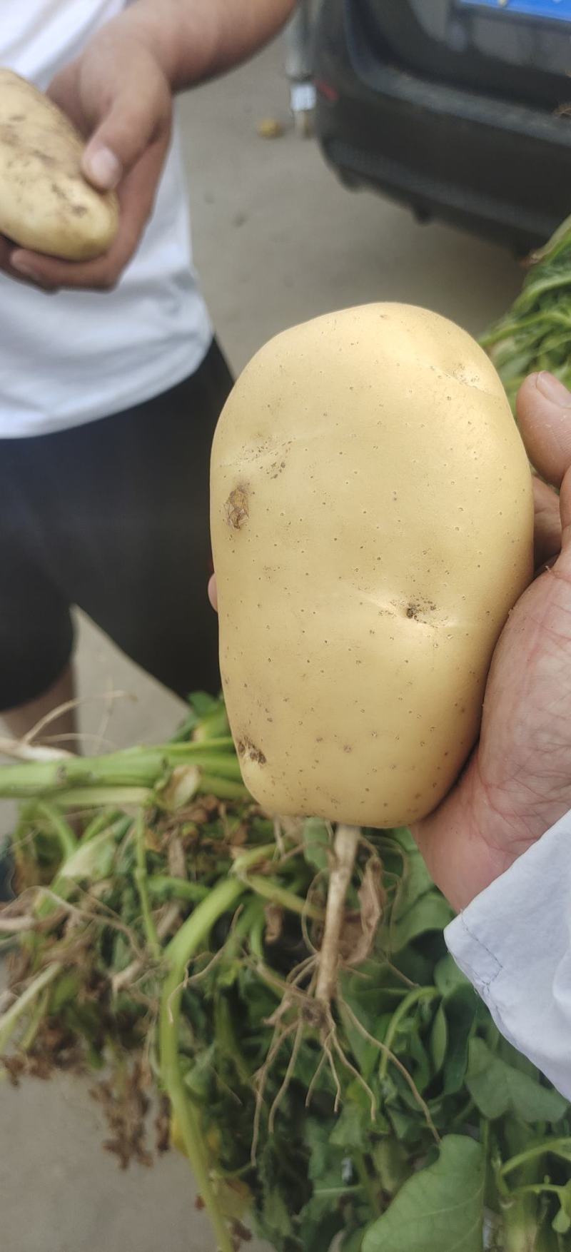 兰陵县精品黄心土豆产地直发质量保证视频看货