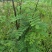 国槐苗，刺槐苗，蜜源植物，荒山堤坝，庭院绿化，道路绿化！