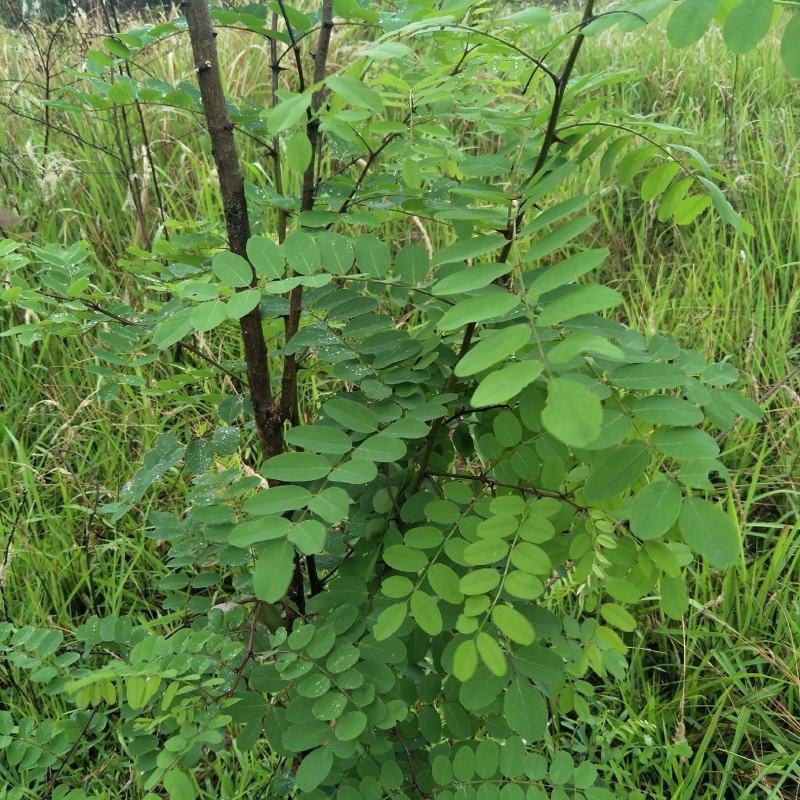 国槐苗，刺槐苗，蜜源植物，荒山堤坝，庭院绿化，道路绿化！