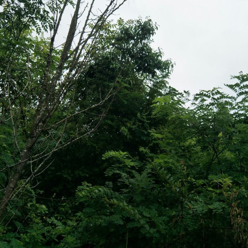 国槐苗，刺槐苗，蜜源植物，荒山堤坝，庭院绿化，道路绿化！