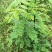 国槐苗，刺槐苗，蜜源植物，荒山堤坝，庭院绿化，道路绿化！