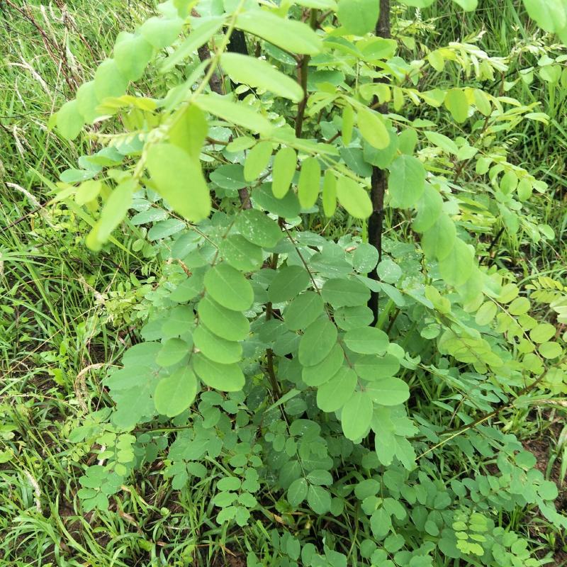 国槐苗，刺槐苗，蜜源植物，荒山堤坝，庭院绿化，道路绿化！
