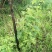 国槐苗，刺槐苗，蜜源植物，荒山堤坝，庭院绿化，道路绿化！