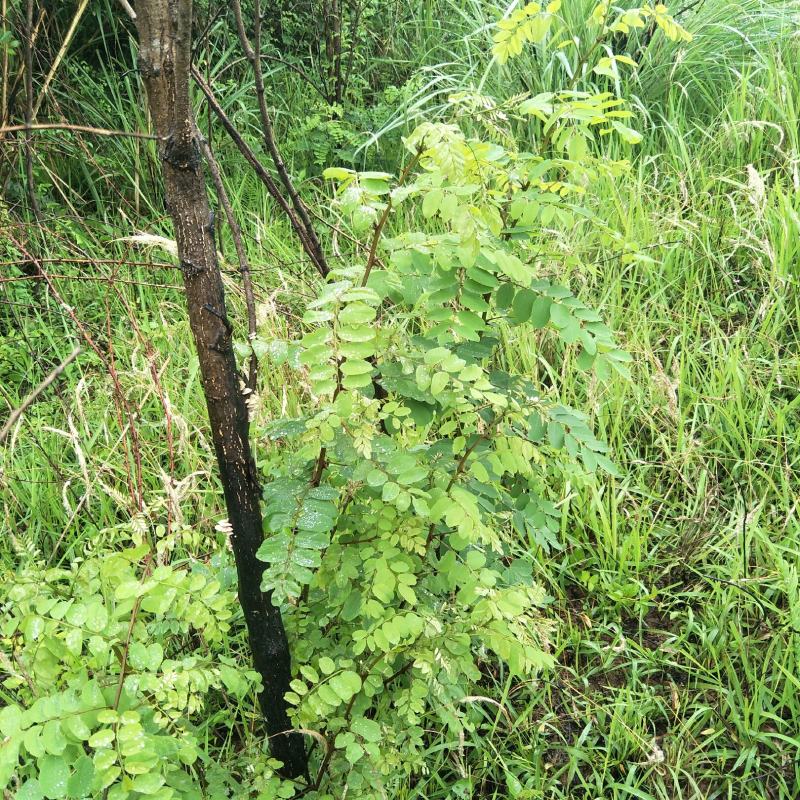 国槐苗，刺槐苗，蜜源植物，荒山堤坝，庭院绿化，道路绿化！