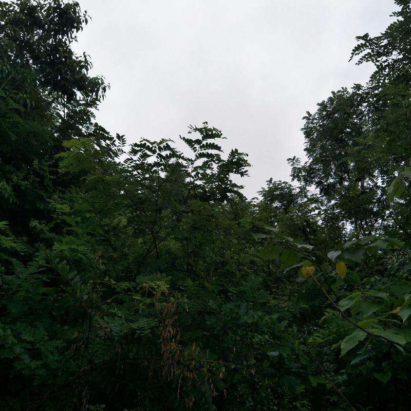 国槐苗，刺槐苗，蜜源植物，荒山堤坝，庭院绿化，道路绿化！