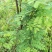 国槐苗，刺槐苗，蜜源植物，荒山堤坝，庭院绿化，道路绿化！