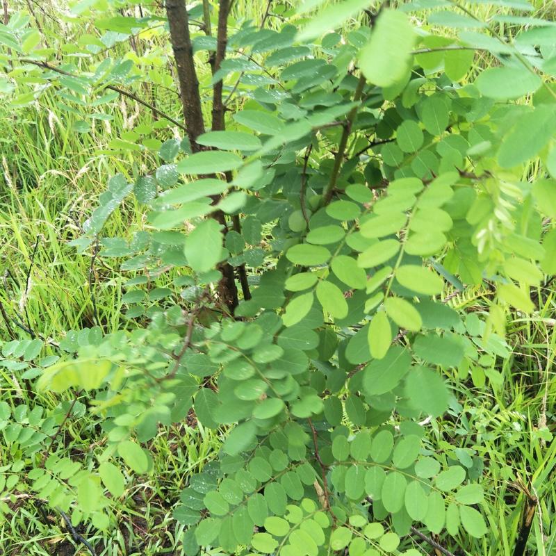 国槐苗，刺槐苗，蜜源植物，荒山堤坝，庭院绿化，道路绿化！