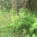 国槐苗，刺槐苗，蜜源植物，荒山堤坝，庭院绿化，道路绿化！